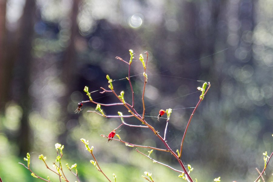 Индустар-55-У 4,5/140 (СССР, 1961 г.)
