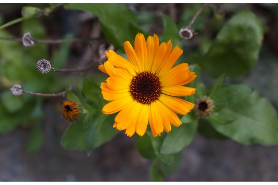 Редкость Волна-9К МС Макро 2,8/50 (СССР, 1987)