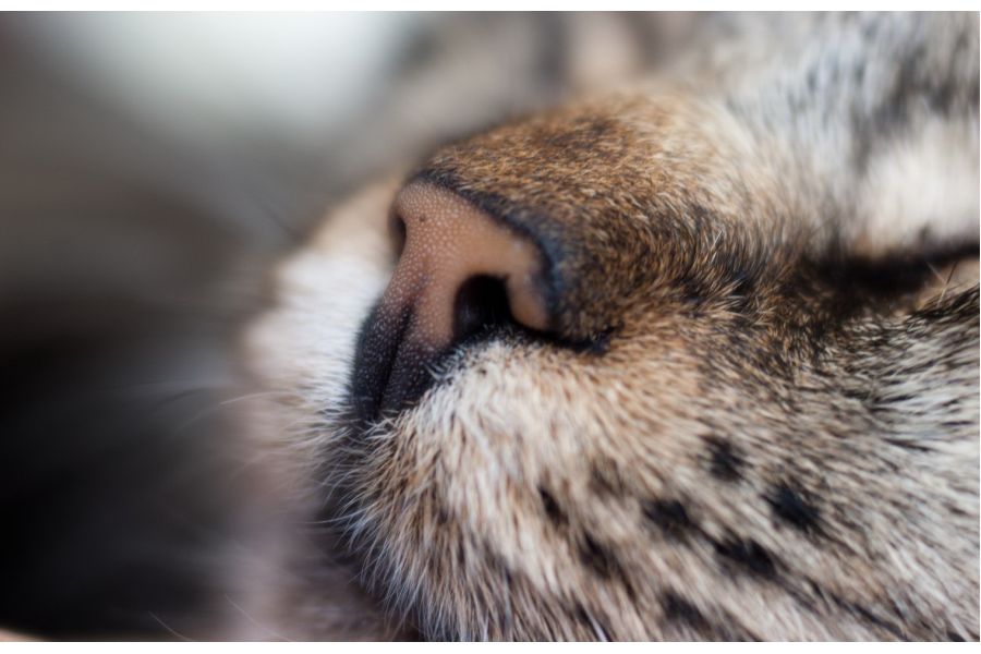 Редкость Волна-9К МС Макро 2,8/50 (СССР, 1987)