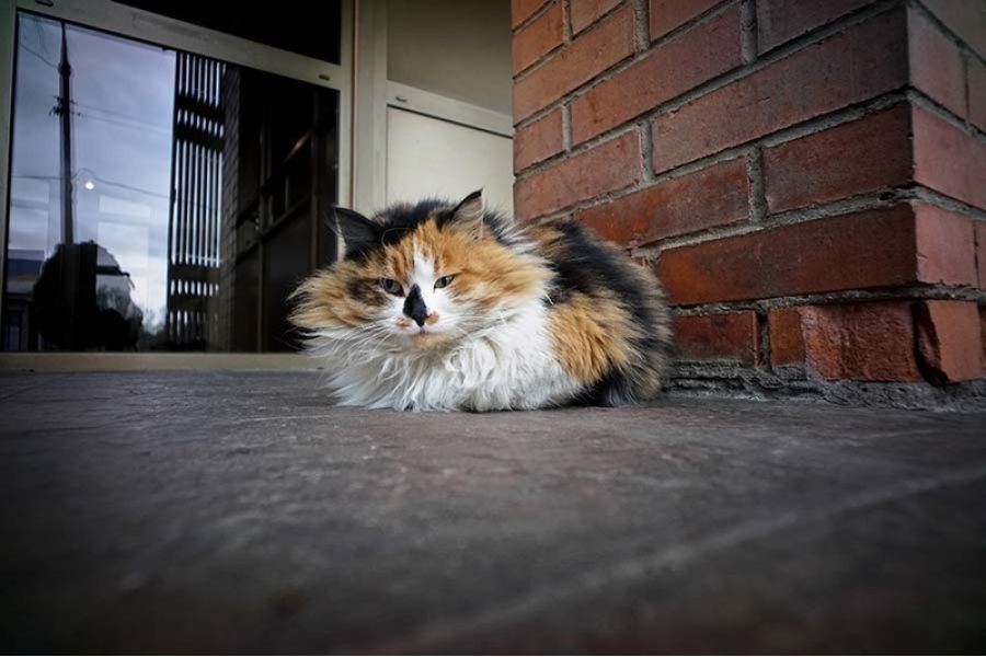 Руссар / Russar+ new 5.6/20