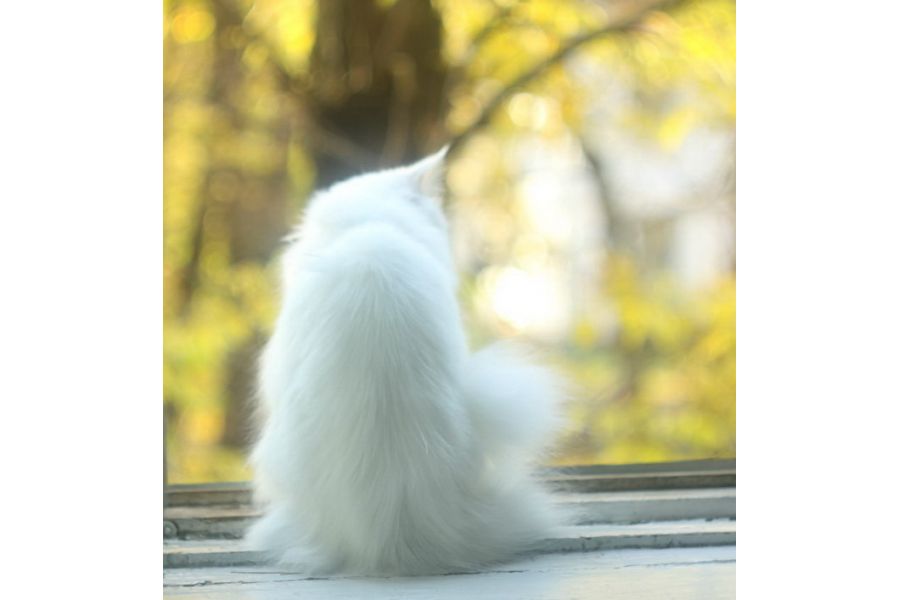 Редкость Гелиос-40Т 1,5/8,5см