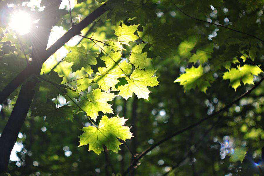 Редкость Гелиос-40Т 1,5/8,5см