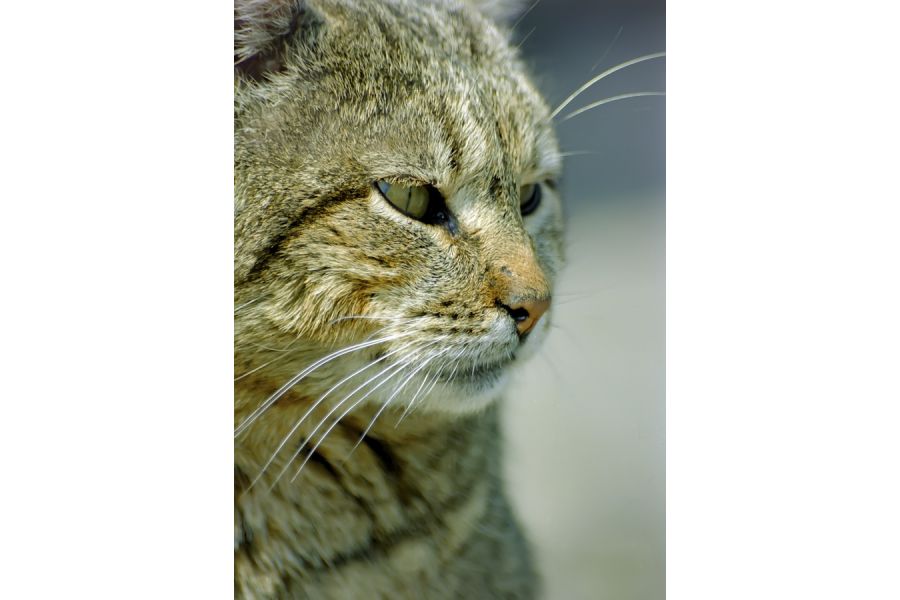 Sigma MF 75-300mm f/4.5-5.6 MC Zoom-Lambda II for Pentax K