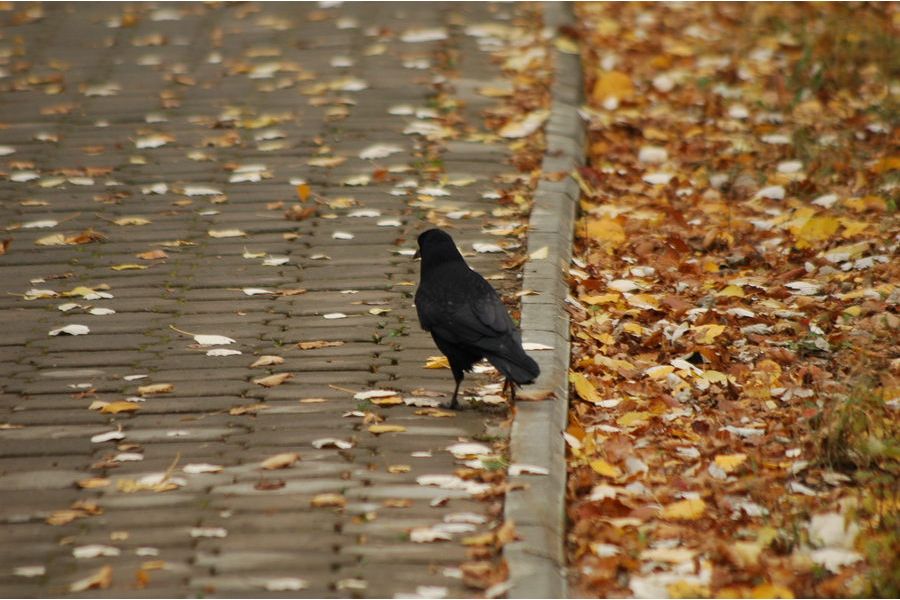 Sigma MF 75-300mm f/4.5-5.6 MC Zoom-Lambda II for Pentax K