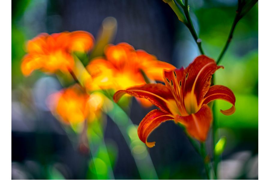 Fujinon 1.4/12,5mm HF12,5SA-1 новый