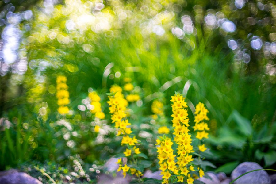 Fujinon 1.4/12,5mm HF12,5SA-1 новый