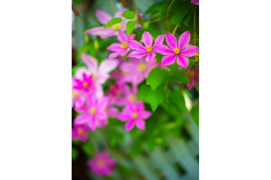 Fujinon 1.4/12,5mm HF12,5SA-1 новый