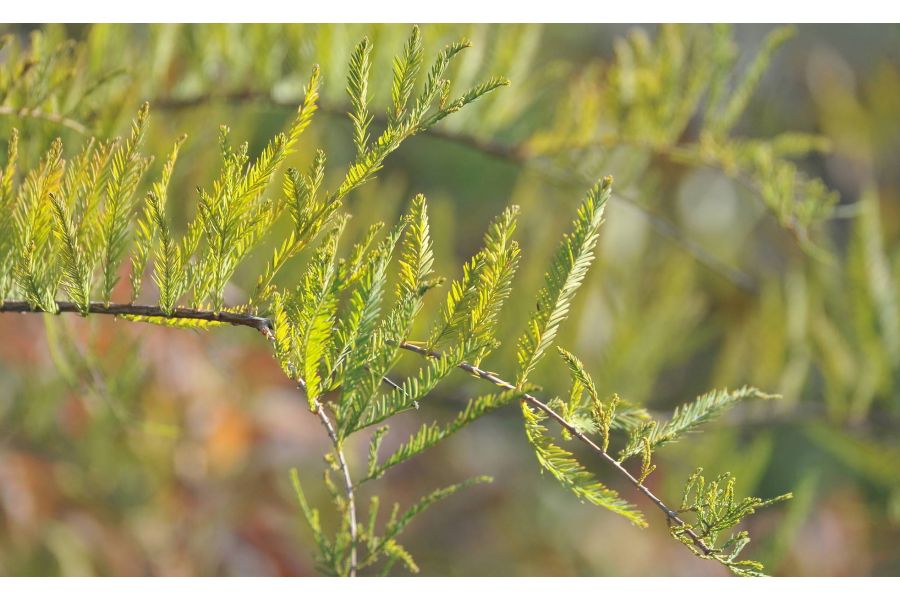 Sigma 170-500mm f/5-6.3 APO Canon EF