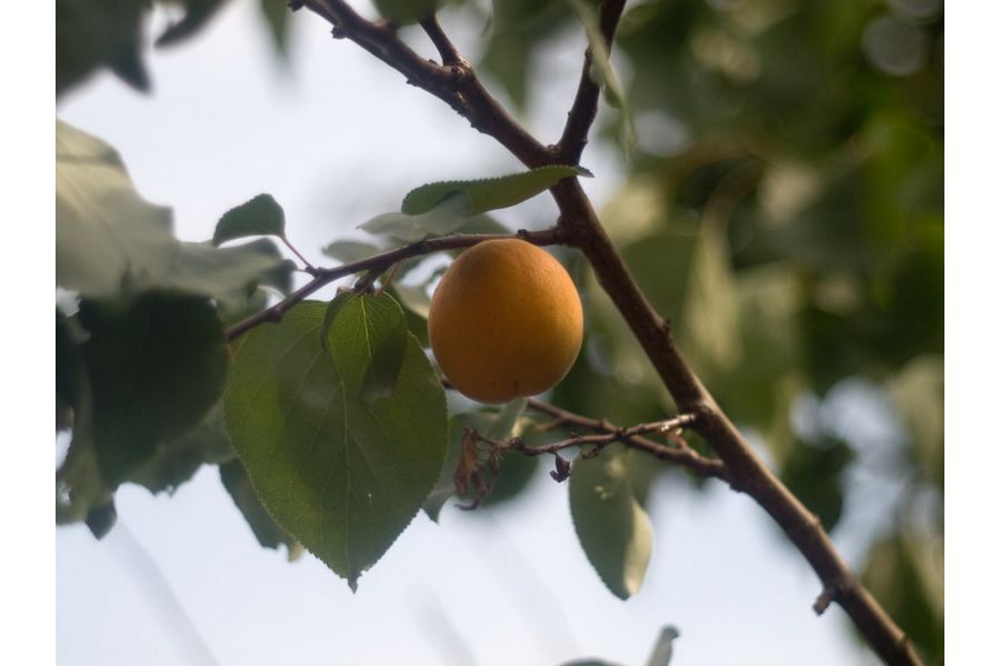 Heidoscop-Anastigmat 3,1/7,5cm