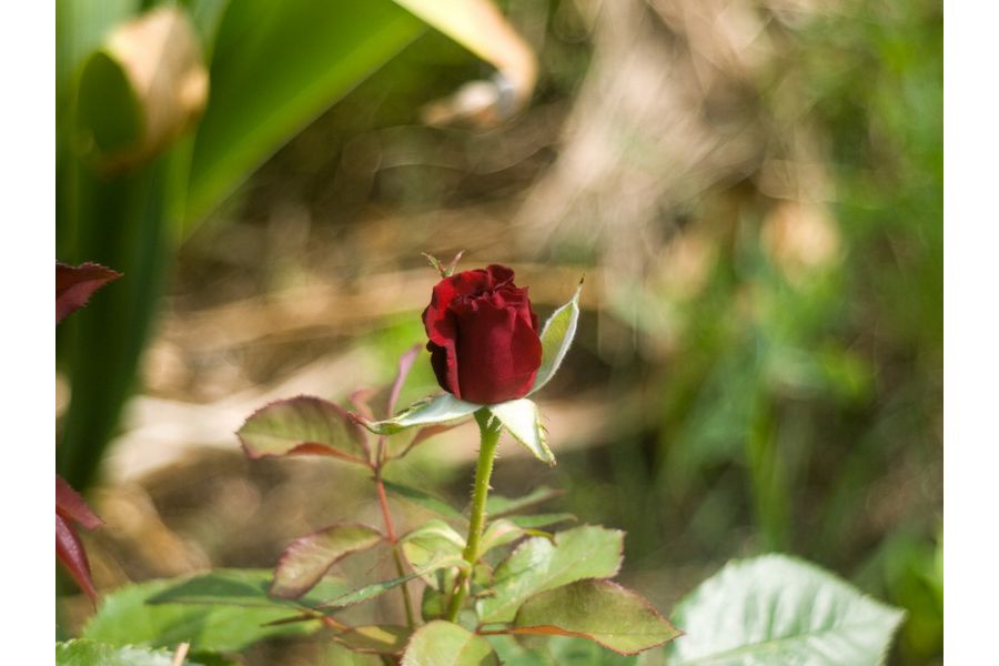 Heidoscop-Anastigmat 3,1/7,5cm