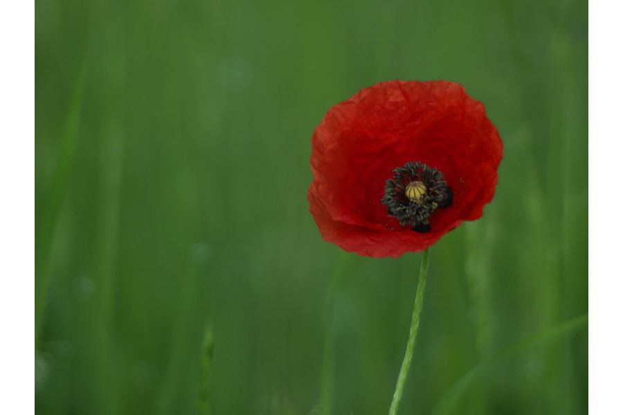 Nikon AF-S 70-200mm f/4G ED VR Nikkor