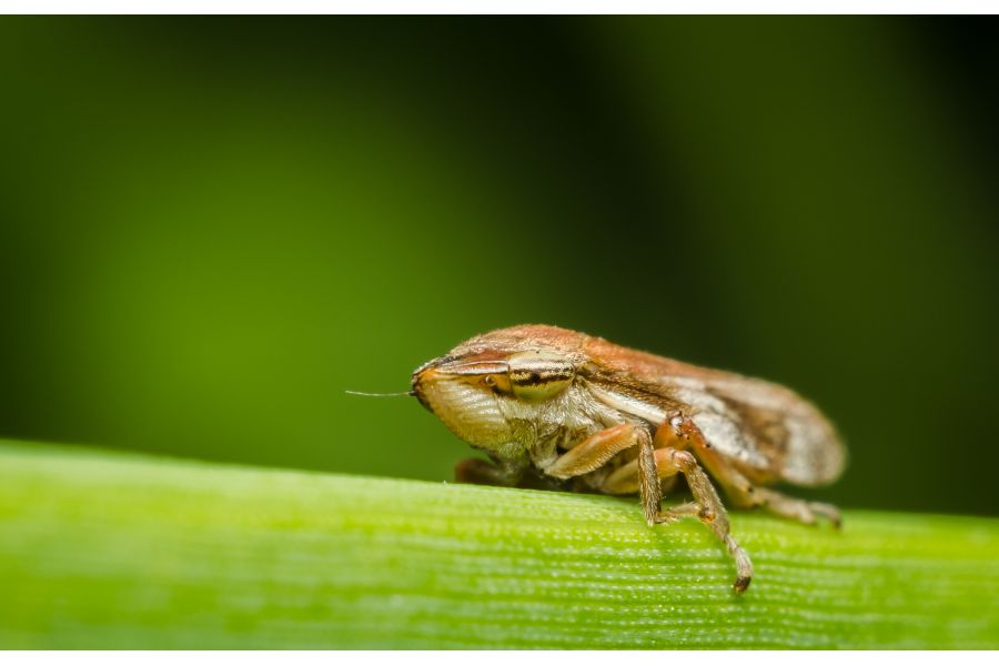 Адаптер 49mm - Canon EOS реверсивный