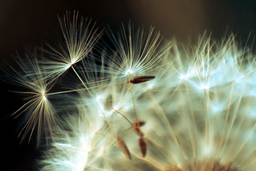 Макро адаптер М52 / 52mm - Nikon F реверсивный