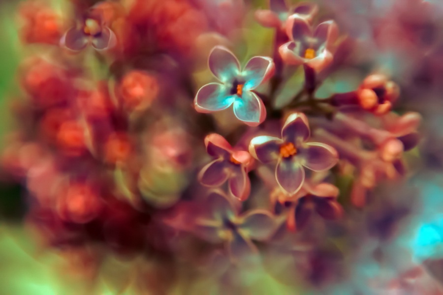 Макро адаптер М52 / 52mm - Nikon F реверсивный