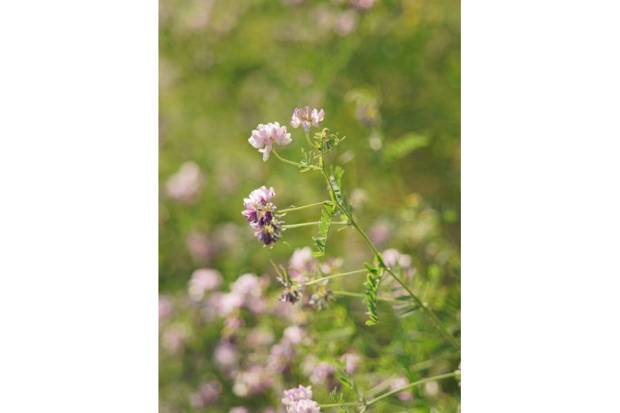 Pentax-A SMC zoom 35-135mm f/3.5-4.5