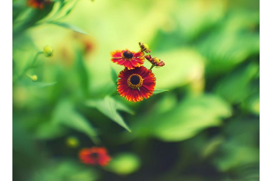 РО-109-1А П 1,2/50мм