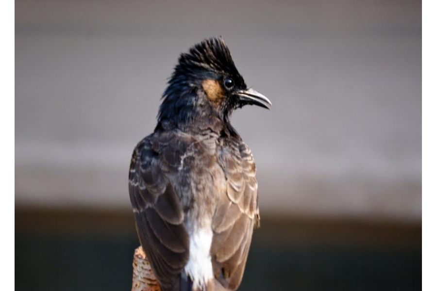 Sony 500mm f/8 (SAL500F80)