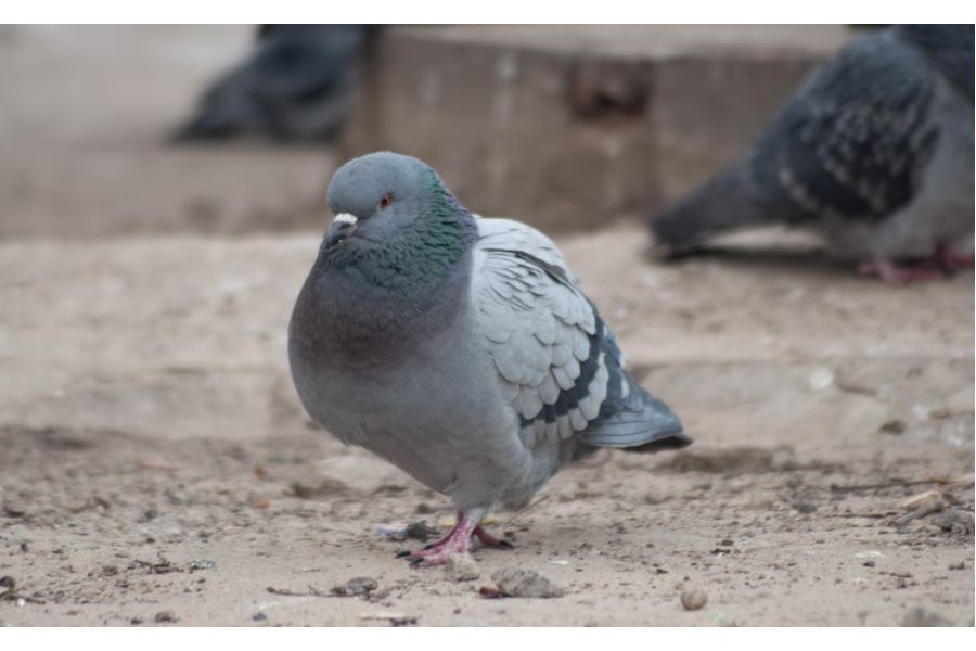 Bushnell Div. of bausch&lomb Automatic zoom 90-230mm/4.5