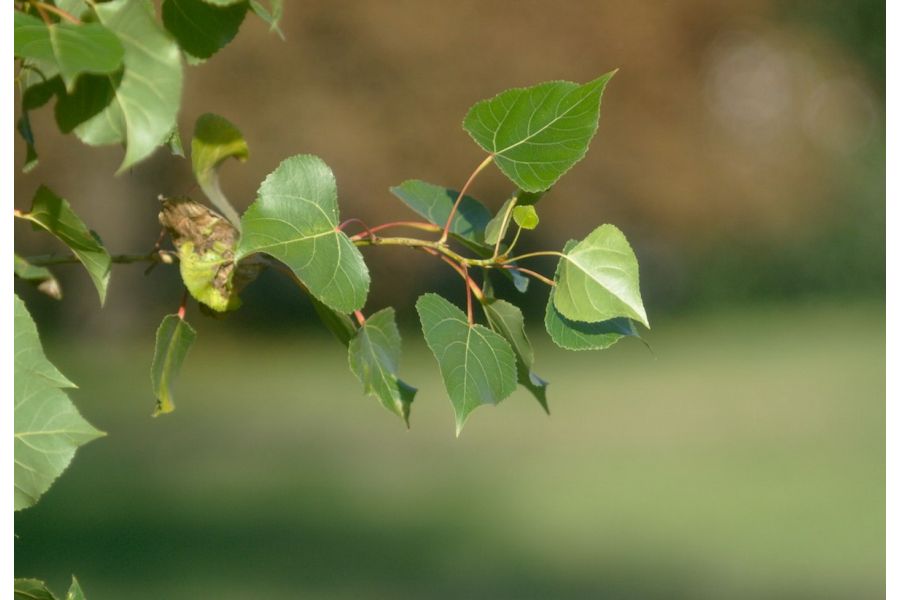 Xenar Schneider-Gottingen 4.5/180 (Germany, 1919)