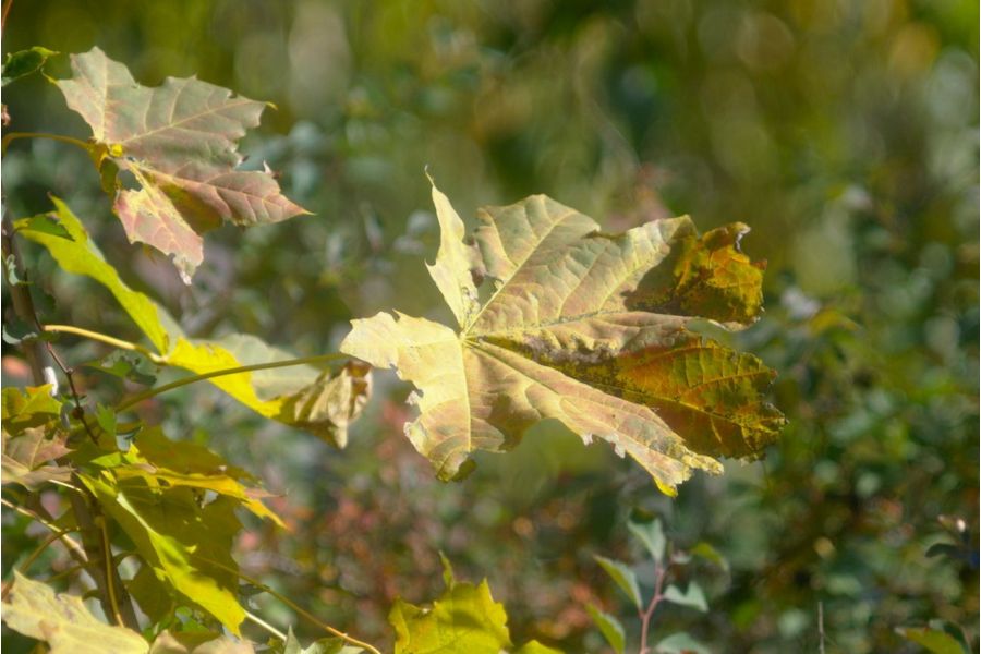 Xenar Schneider-Gottingen 4.5/180 (Germany, 1919)