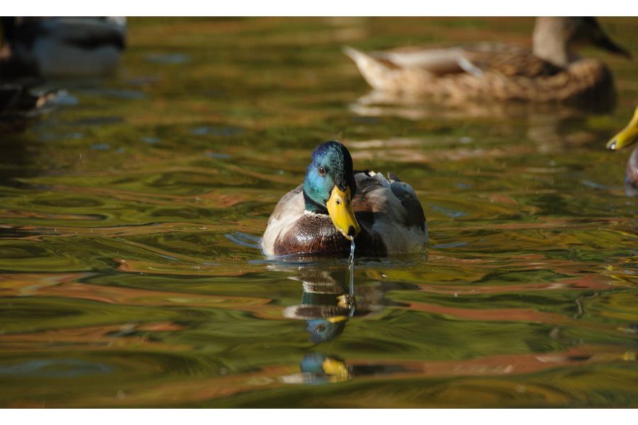 Sigma 170-500mm 1:5-6.3 APO Pentax