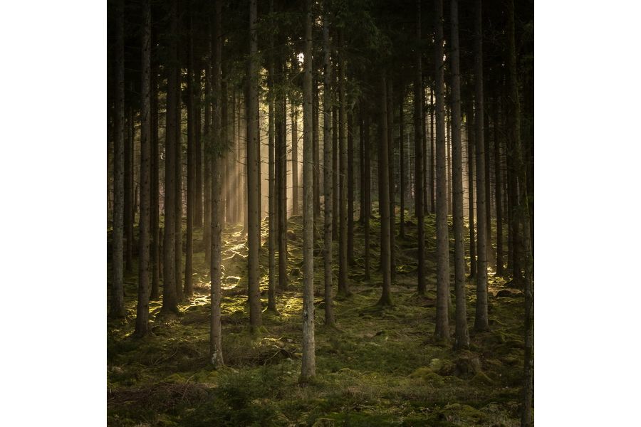 Panasonic Lumix G.Vario 45 -150mm f/4.0-5.8