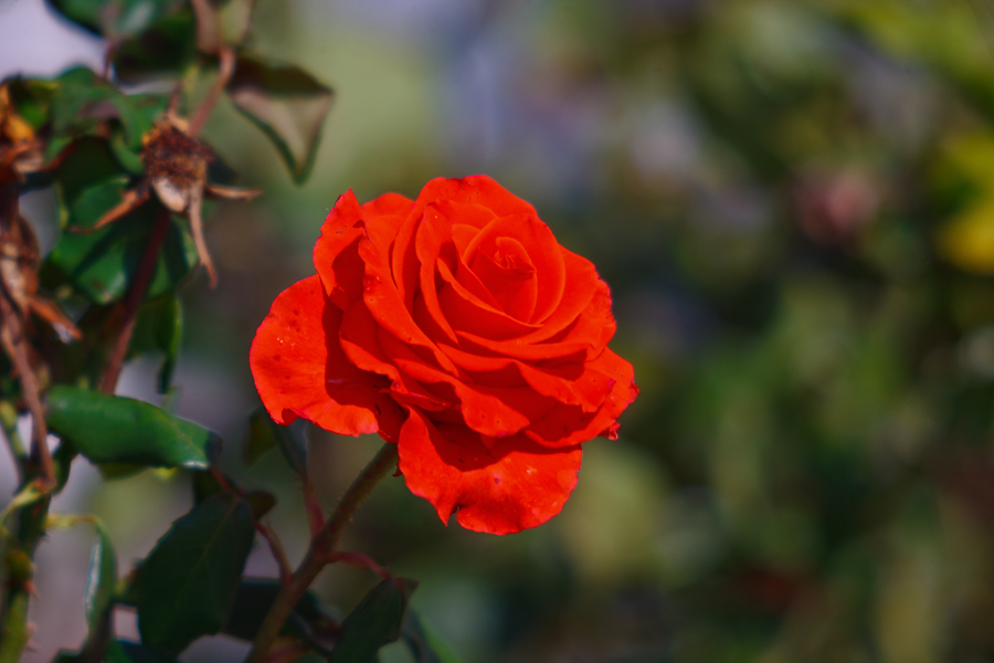 Tessar 3.5/300 Carl Zeiss Jena