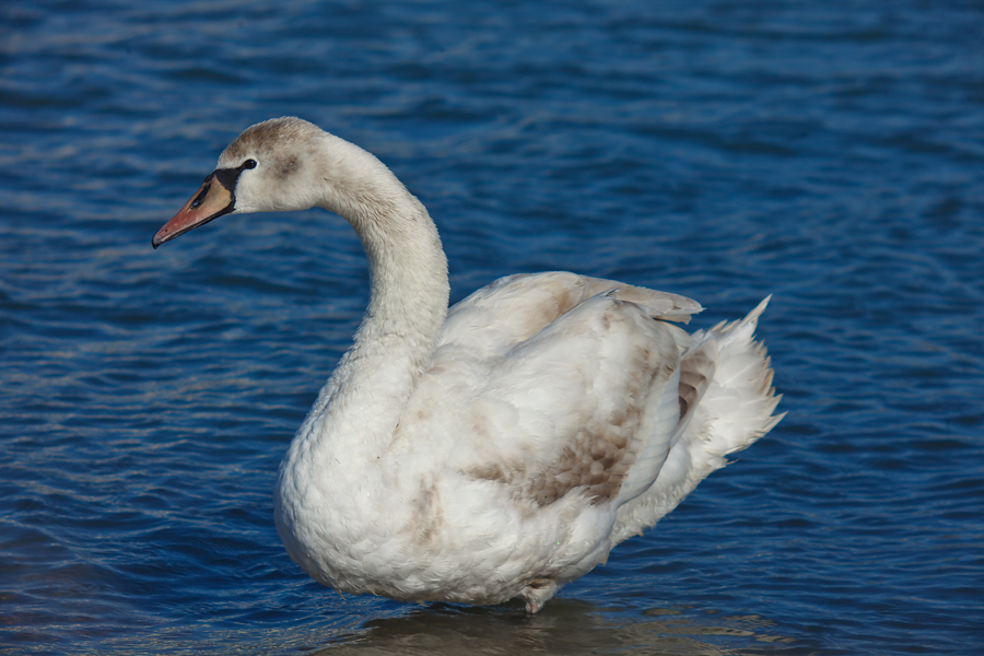 Tessar 3.5/300 Carl Zeiss Jena