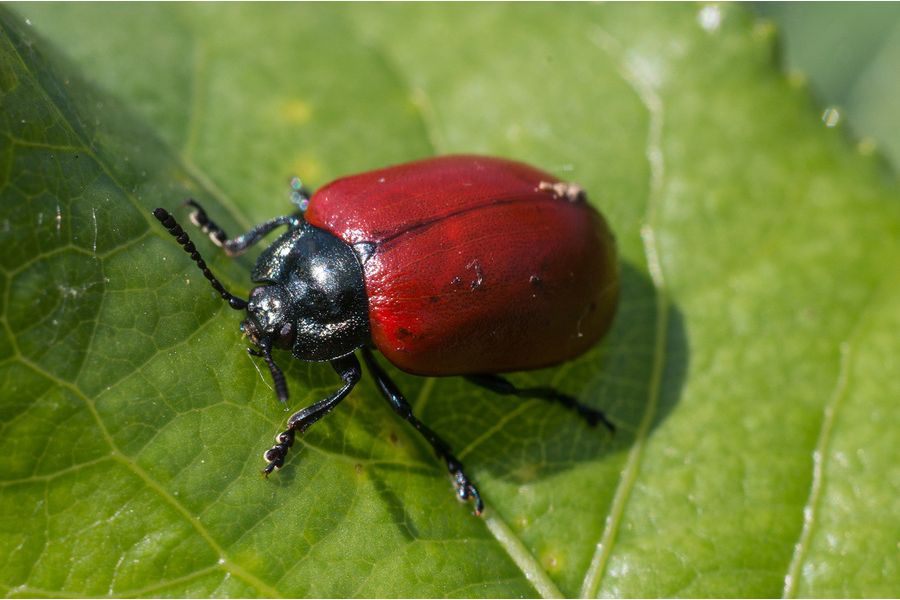 Minolta MC Macro Rokkor-QF 3.5/50