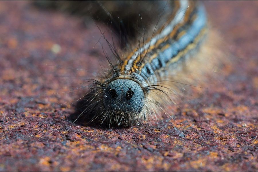 Minolta MC Macro Rokkor-QF 3.5/50