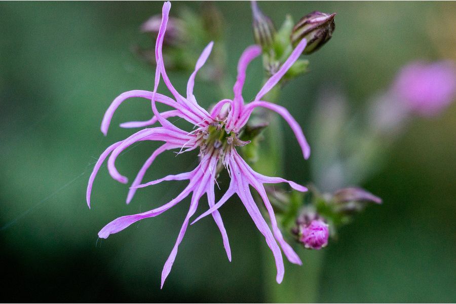 Minolta MC Macro Rokkor-QF 3.5/50