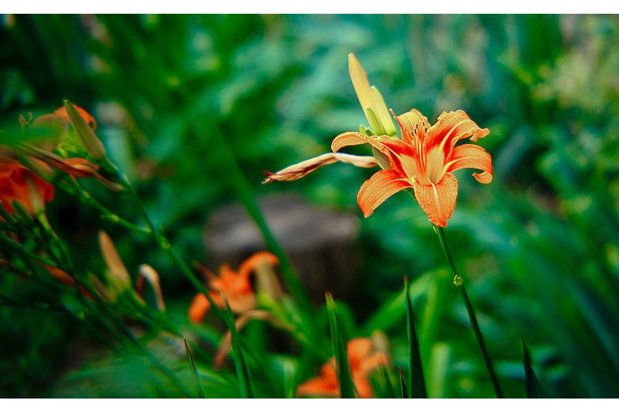 Рубин-1 2,8/37-80 М42 (СССР, 1966)