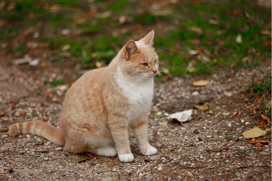 ОКС 1-150-1 П 2,8/150 Ленкинап (СССР, 1962)