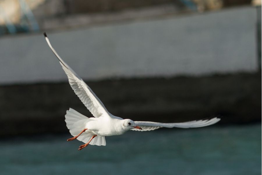 ОКС 1-150-1 П 2,8/150 Ленкинап (СССР, 1962)