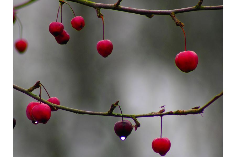 Tele-Tessar 6.3/180mm Carl Zeiss Jena Germany