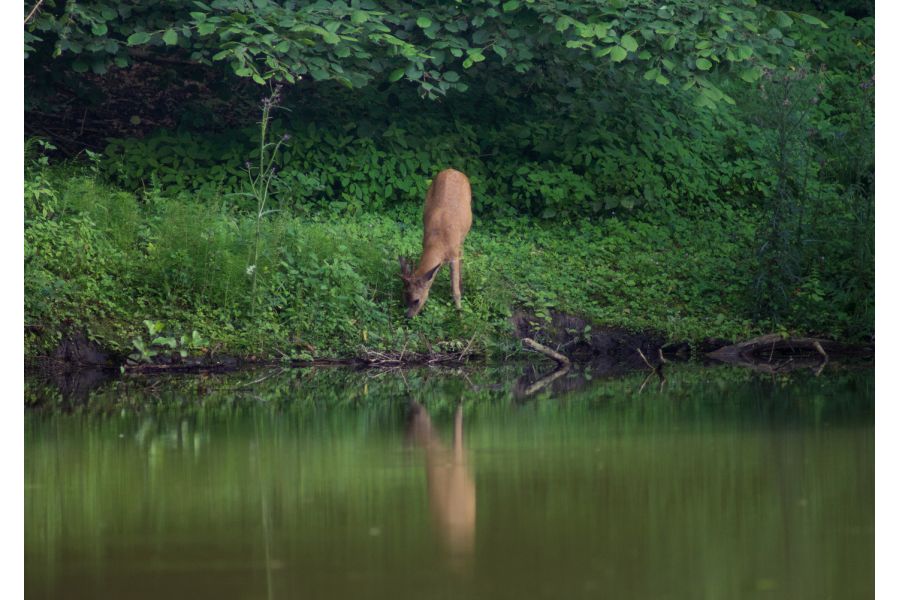 Tele-Tessar 6.3/180mm Carl Zeiss Jena Germany