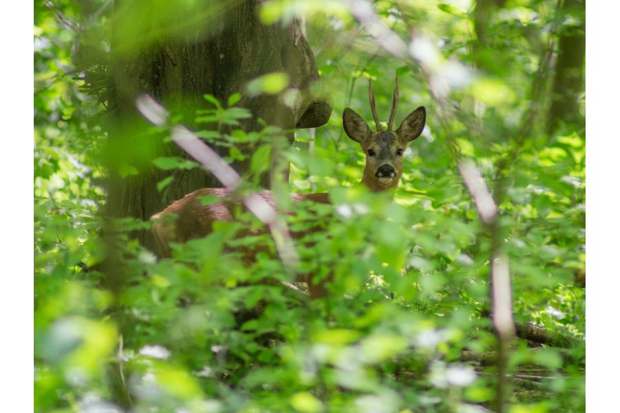 Tele-Tessar 6.3/180mm Carl Zeiss Jena Germany
