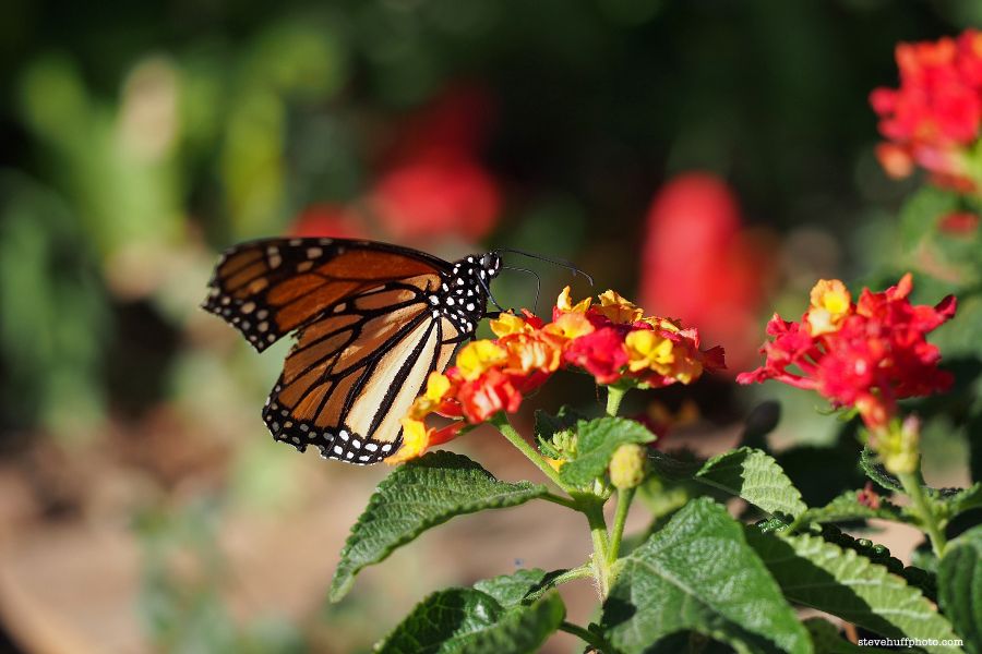 Объектив Olympus M.ZUIKO Digital ED 60mm f/2.8 Macro