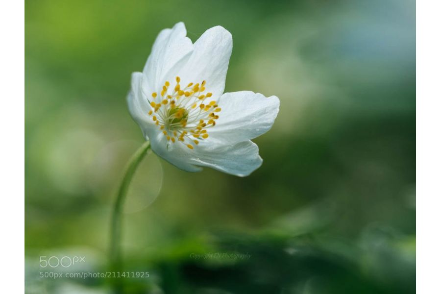 Объектив Olympus M.ZUIKO Digital ED 60mm f/2.8 Macro