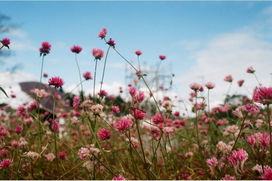 Nikon Series E 35mm f/2.5