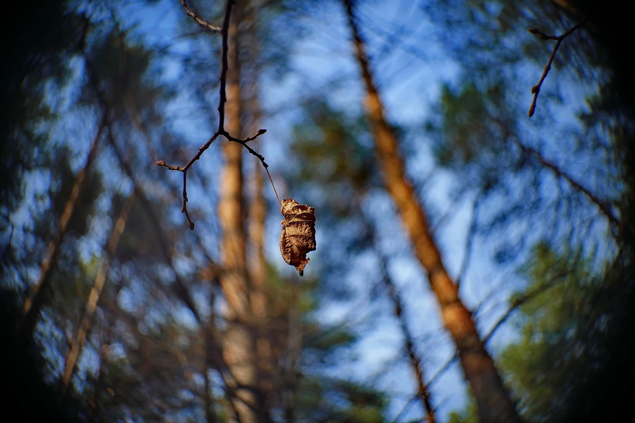 Вега 7-1 2/20 (1971)