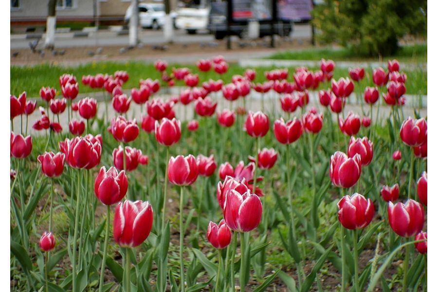 Вега 7-1 2/20 (1971)