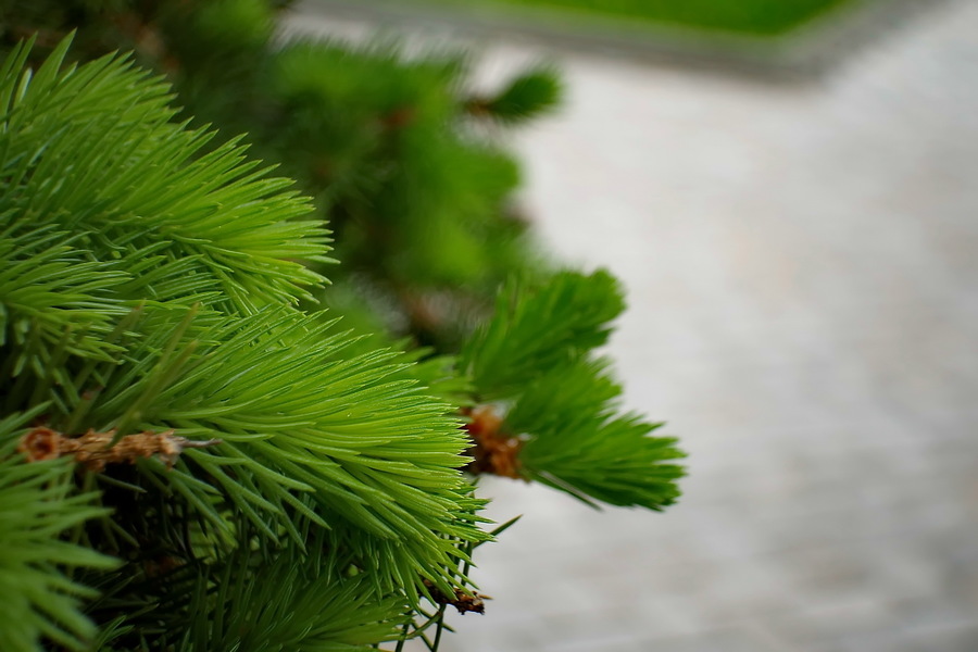 Вега 7-1 2/20 (1971)