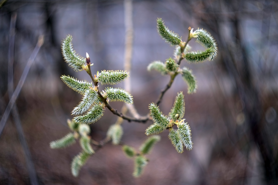 Biotar 2/4cm Carl Zeiss Jena (Germany, 1938)