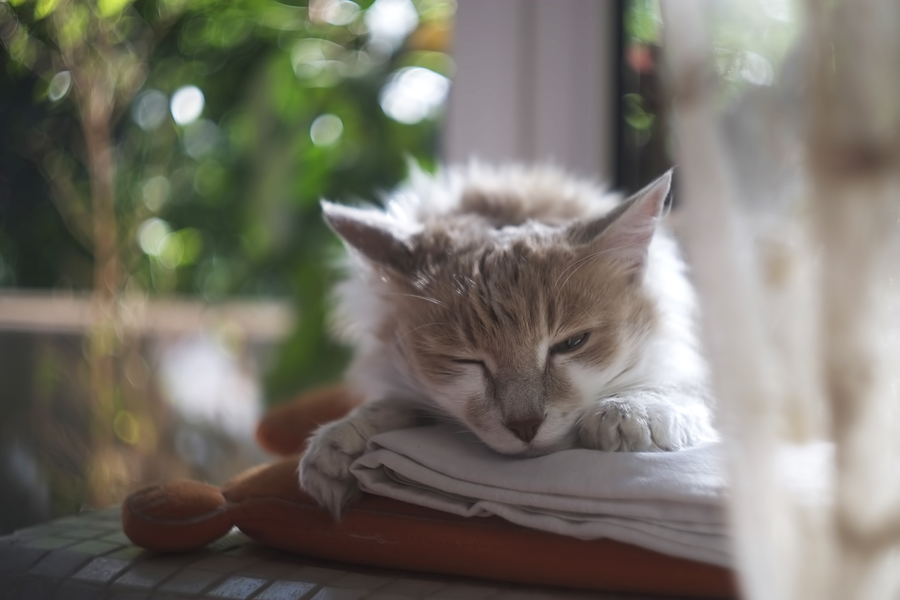 Biotar 2/4cm Carl Zeiss Jena (Germany, 1938)