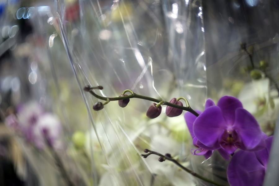 Biotar 2/4cm Carl Zeiss Jena (Germany, 1938)