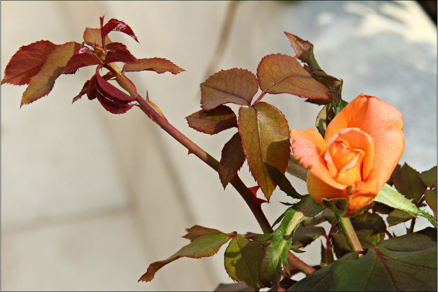 Hanimex 28-80mm f/3.5-4.5 Zoom MC