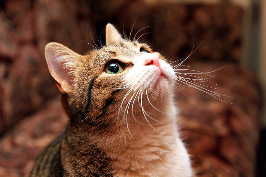 Tamron SP AF 17-50mm f/2.8 XR Di II LD VC Aspherical (IF) (B005) Nikon F в упаковке