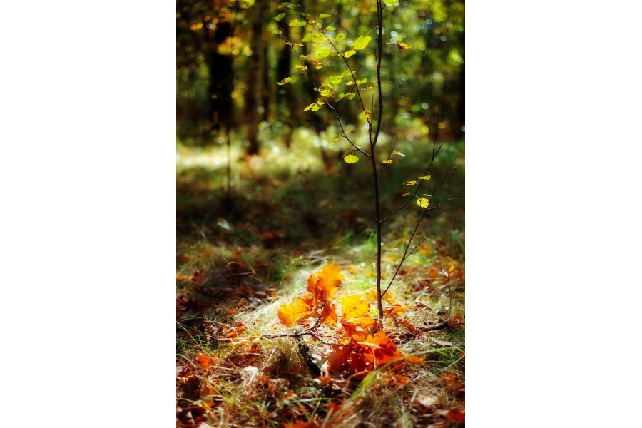 Ricoh XR Rikenon 50mm f/2