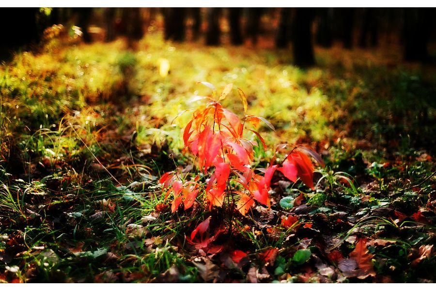 Ricoh XR Rikenon 50mm f/2